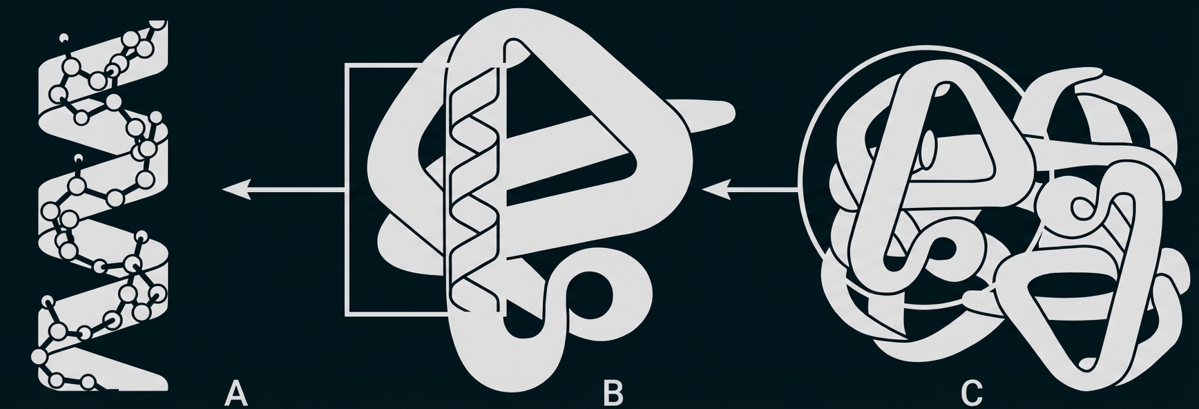 Schematische Darstellung: Helix (A), gefaltete Schleife (B), kugelige Proteinstruktur (C)